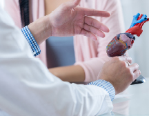 person holding heart model 